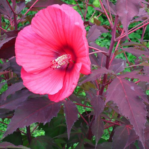 Hibiscus moscheutos Pink Passion